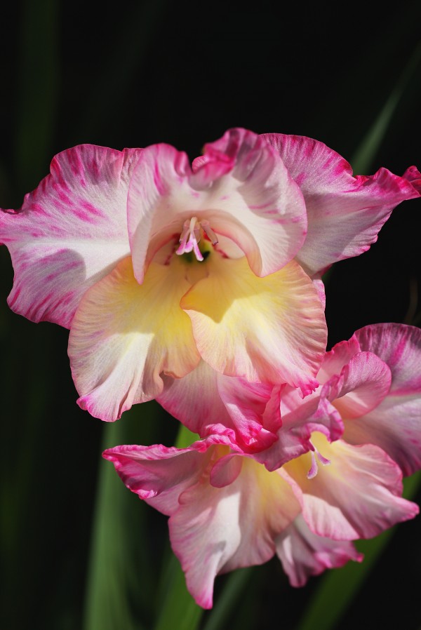 Gladiolus Seeing Double  by Joy Watson